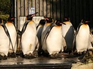 25. Birdland Park & Gardens (and its colony of king penguins)